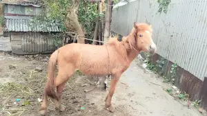 Pony Horse
