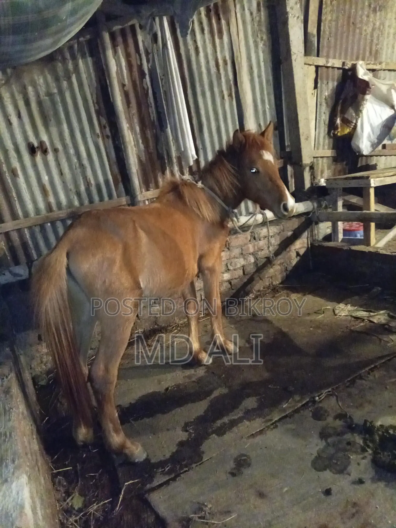 Pony Horse