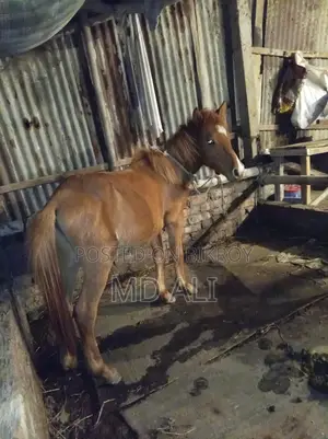 Pony Horse