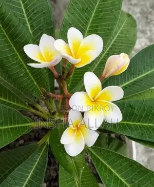 ফুল ও কলি সহ কাঠগোলাপ