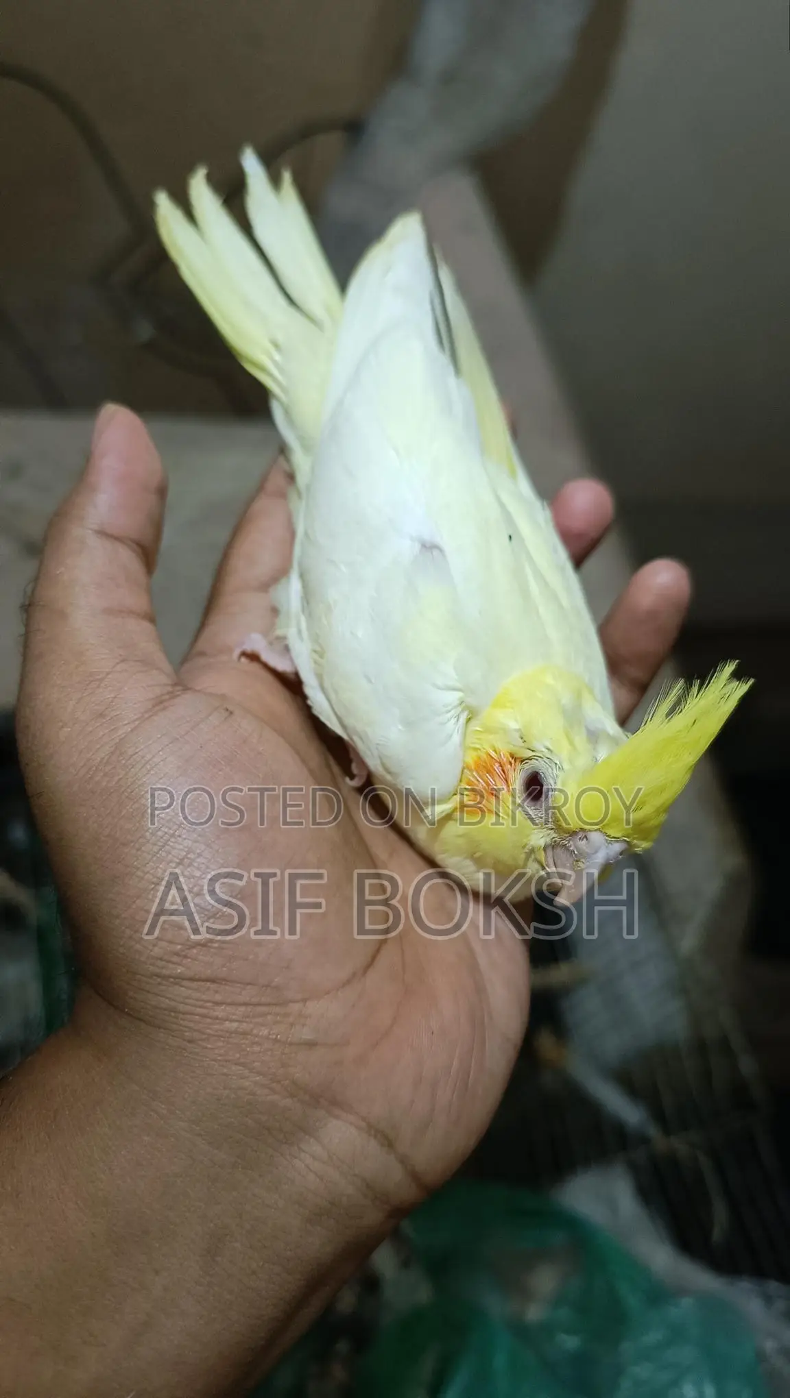 Tame Cockatiel Baby