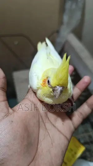 Tame Cockatiel Baby