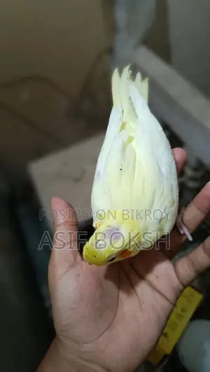 Tame Cockatiel Baby