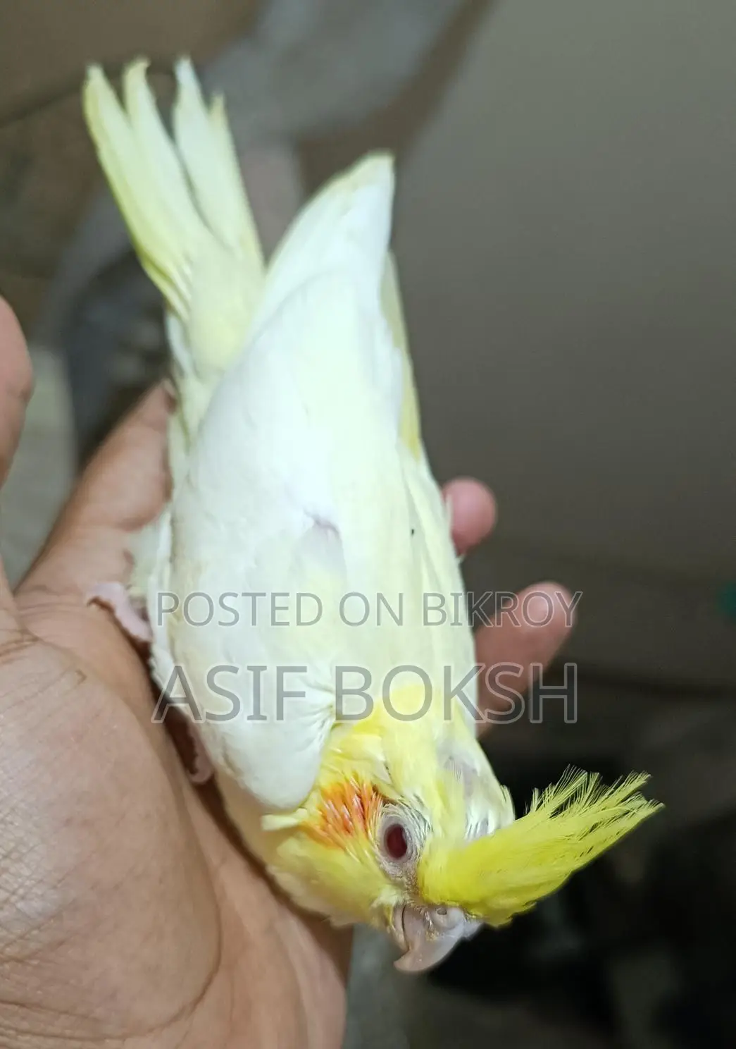 Tame Cockatiel Baby
