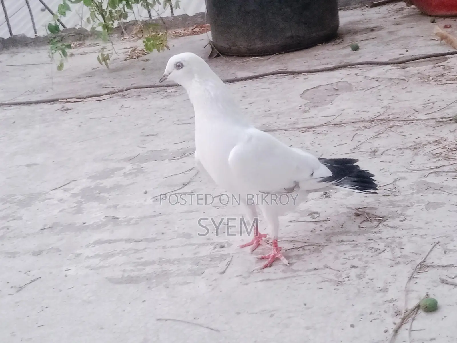 Indian Kaldam Male