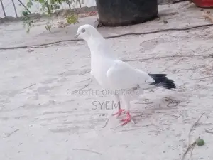 ইন্ডিয়ান কালদম নর