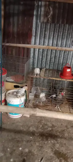 পলিশ ক্যাপ চিকেন