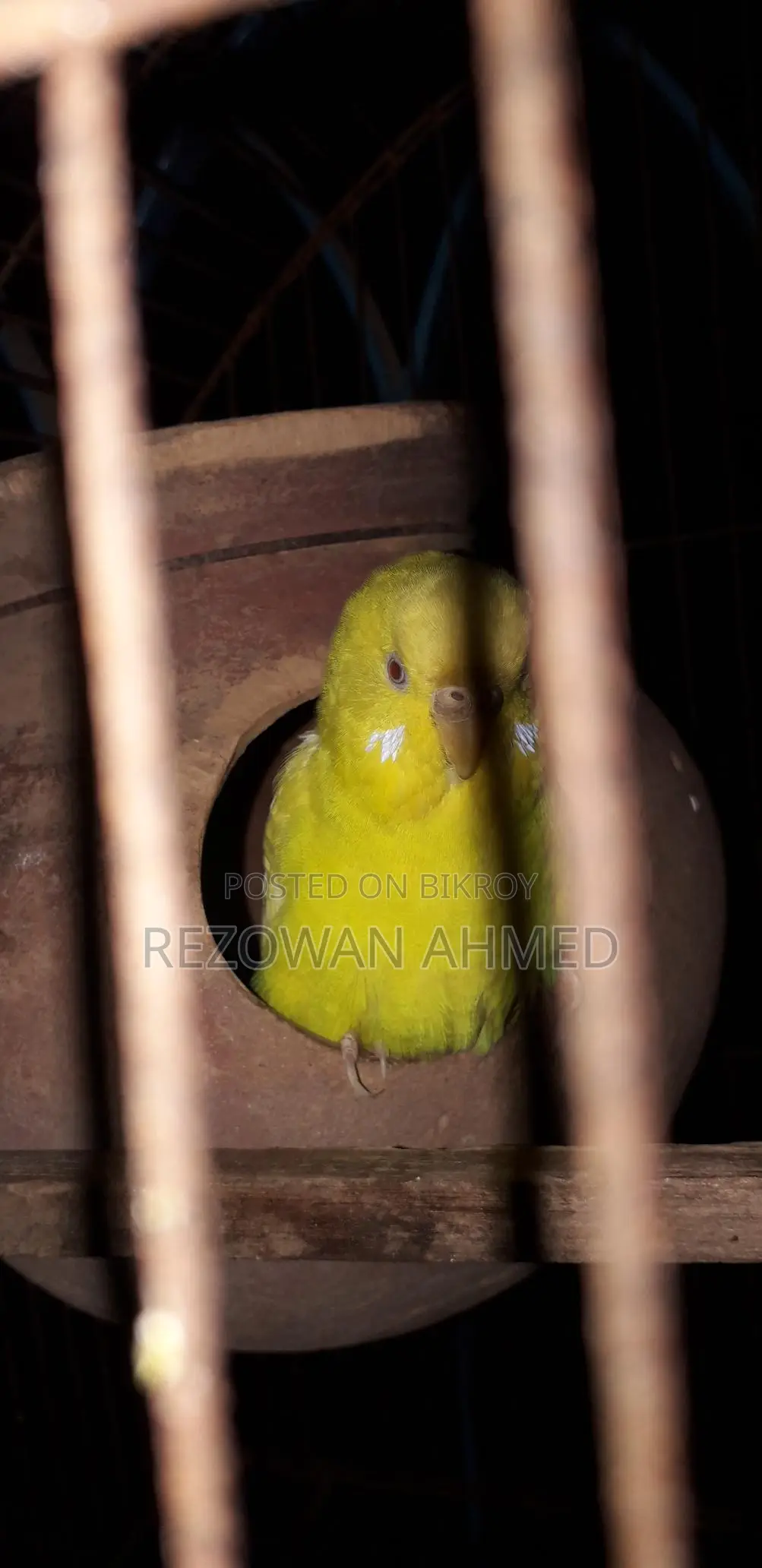 Running Bazigar Birds for Sale