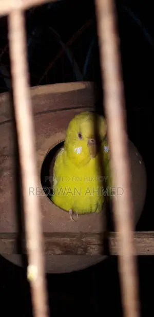 Running Bazigar Birds for Sale