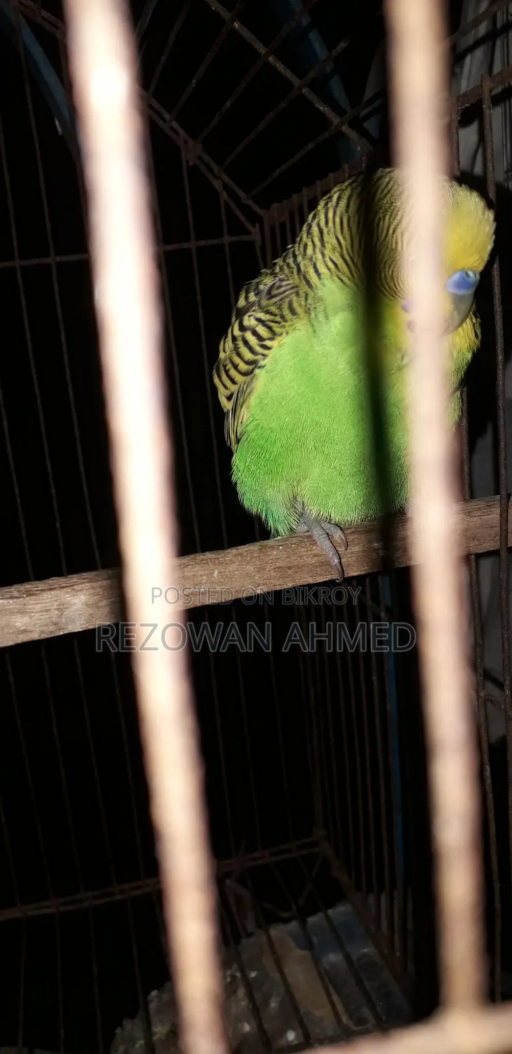Running Bazigar Birds for Sale