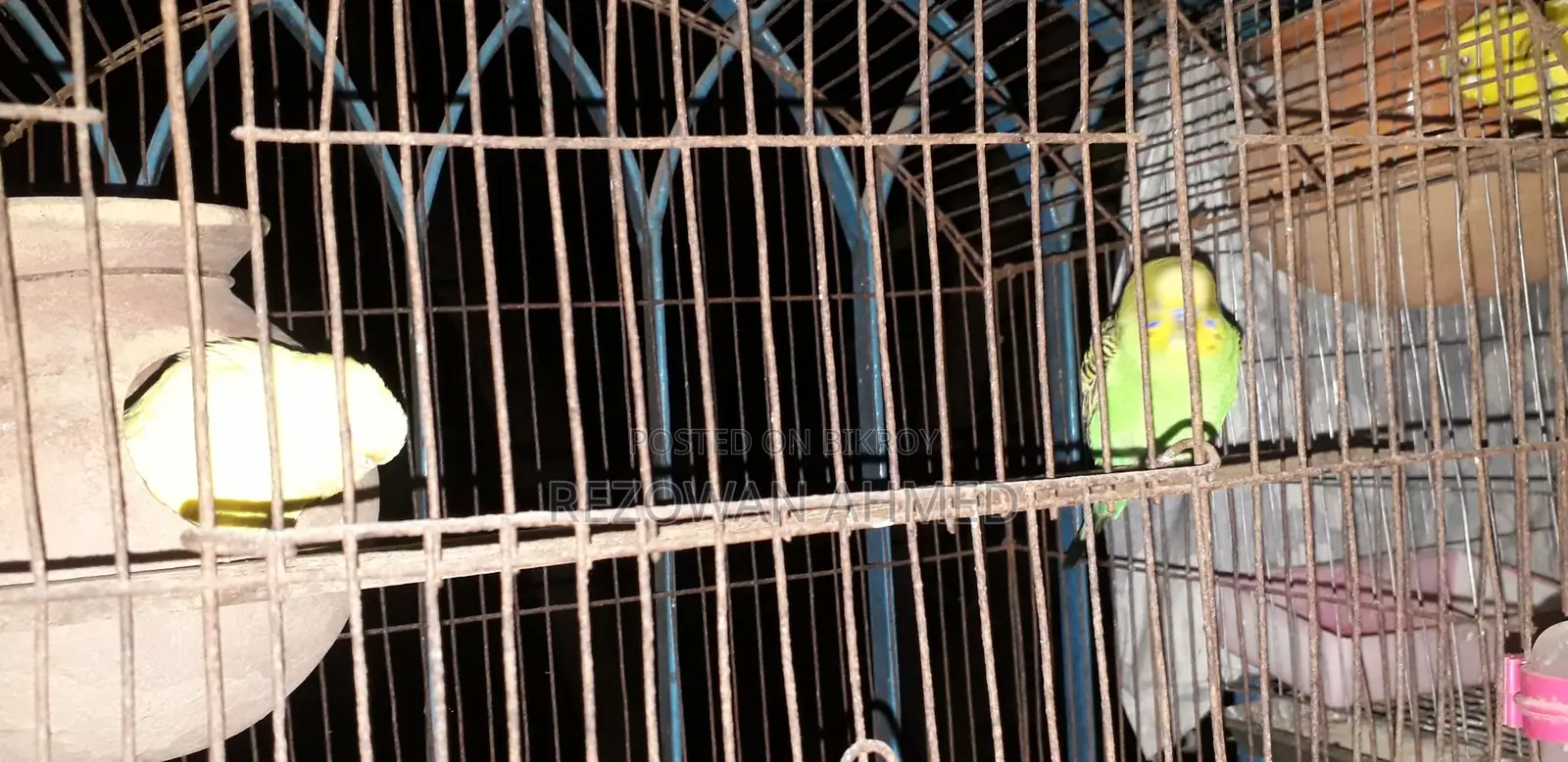 Running Bazigar Birds for Sale