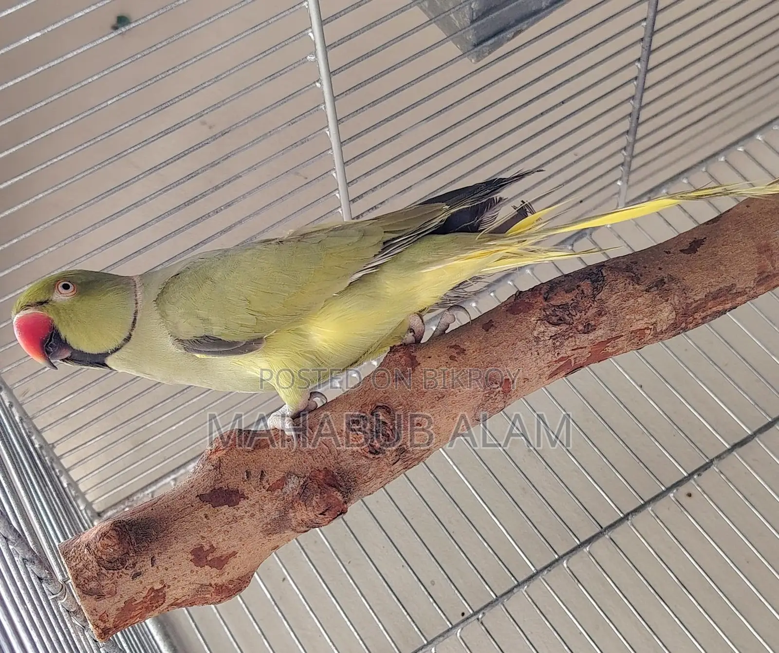 Olive Green Ringneck Parrot