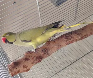 Olive Green Ringneck Parrot