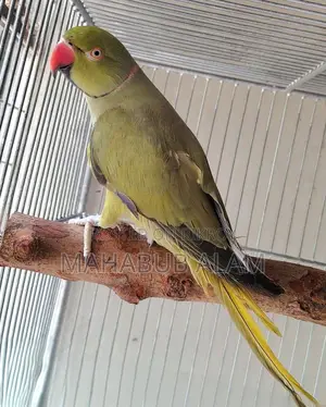 Olive Green Ringneck Parrot