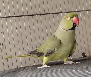Olive Green Ringneck Parrot