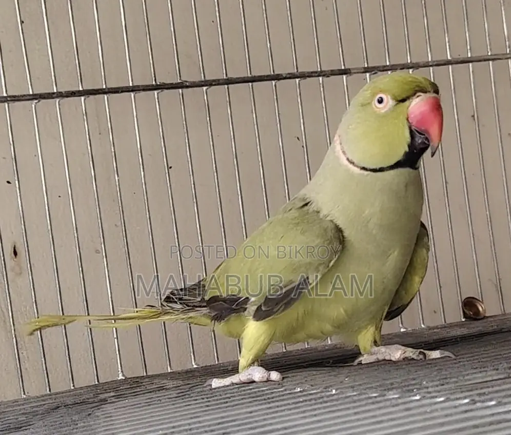 Olive Green Ringneck Parrot