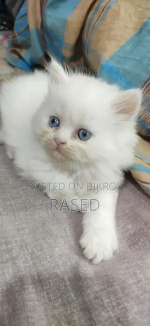 Persian Cat 3 Pl Beet Ar Kitten