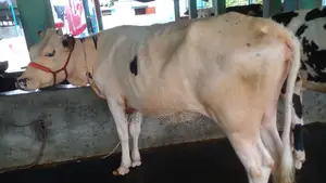 ১০৯৩নং বকনা গরু পোষার জন্য ভালো হবে ।