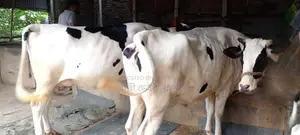 ১০৯৪ নং ২টি গাভী গরু পোষার জন্য নিঃসন্ধেহে কিনতে পারেন।