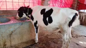 ১০৯৫ নং বকনা বিক্রি ।