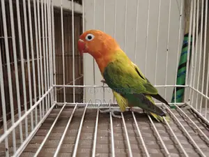Love Bird Green Euwing Opaline Running Female Lovebird