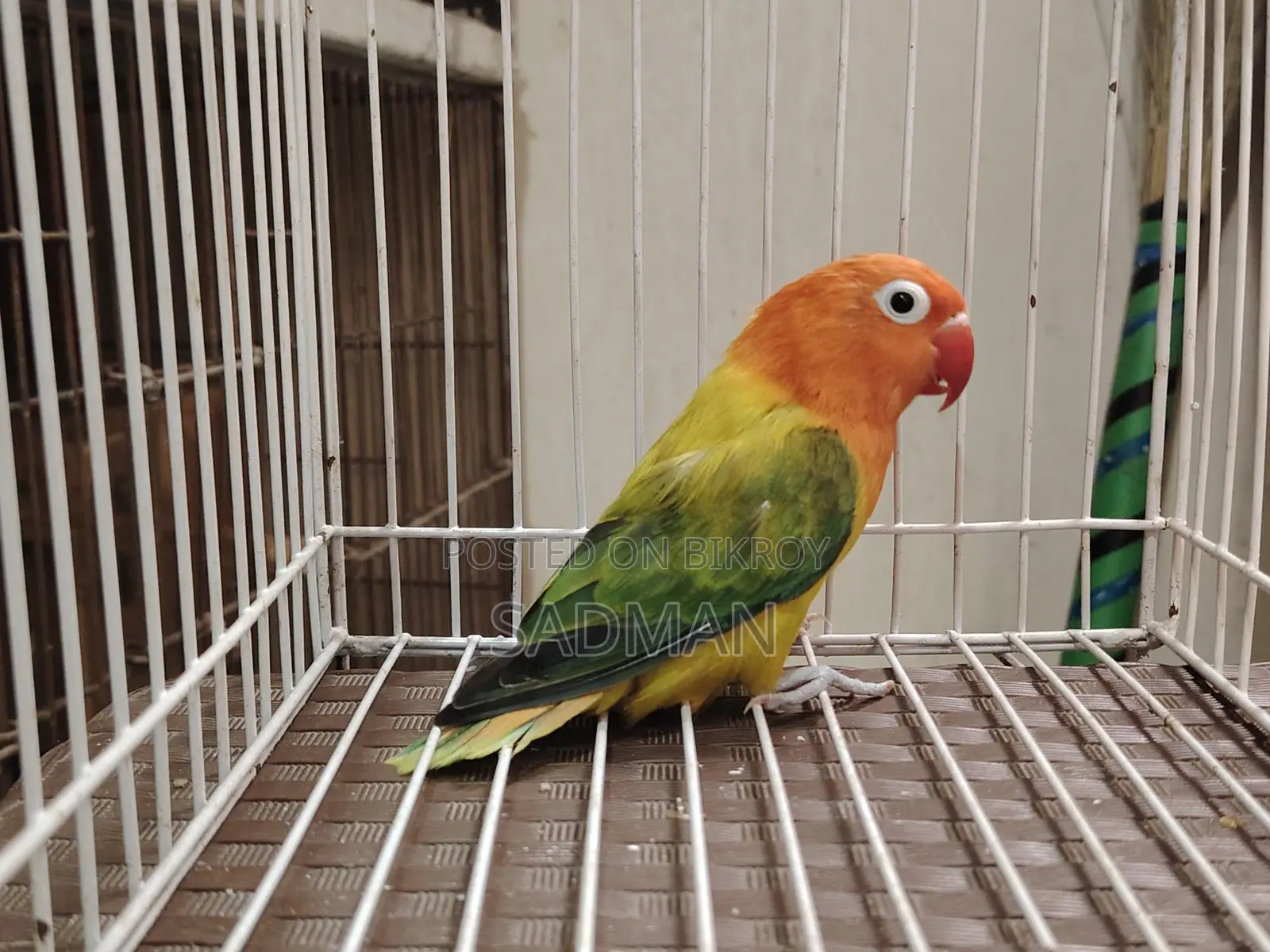 Love Bird Green Euwing Opaline Running Female Lovebird