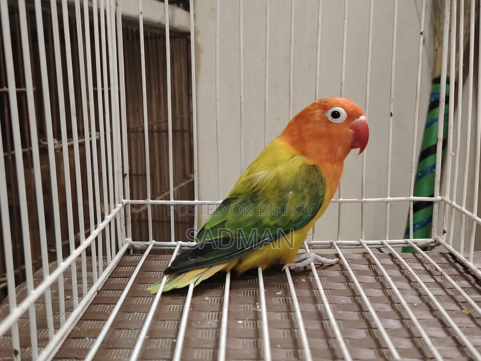 Love Bird Green Euwing Opaline Running Female Lovebird