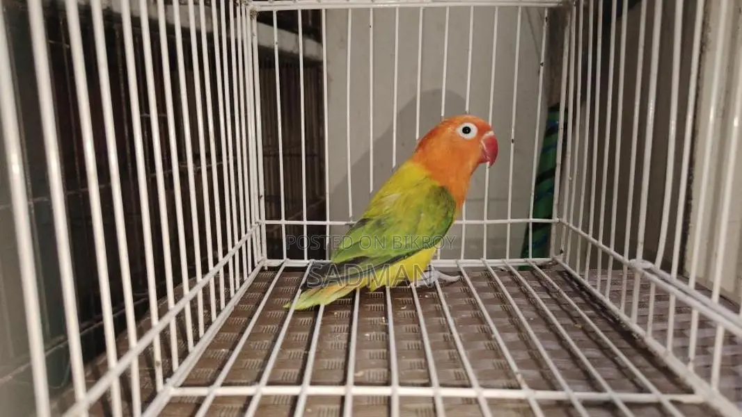 Love Bird Green Euwing Opaline Running Female Lovebird