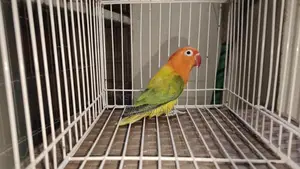 Love Bird Green Euwing Opaline Running Female Lovebird