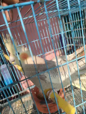 Adult Male Cockatiel