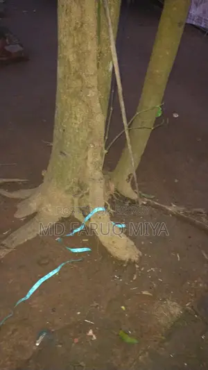 চুই ঝাল গাছ বিক্রি করা হবে