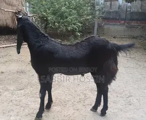 Haryana Goat for Qurbani Sale