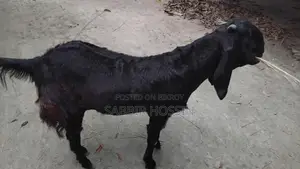 একটি হরিয়ানা খাসি ছাগল কুরবানির জন্য একটা বিক্রয় করা হবে