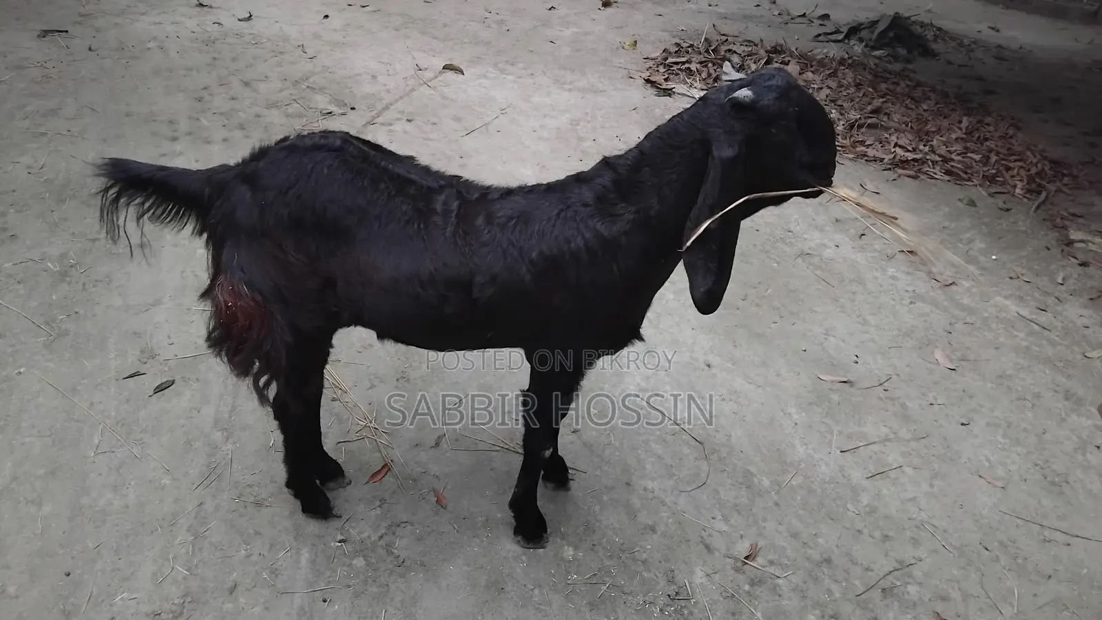 একটি হরিয়ানা খাসি ছাগল কুরবানির জন্য একটা বিক্রয় করা হবে