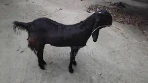 একটি হরিয়ানা খাসি ছাগল কুরবানির জন্য একটা বিক্রয় করা হবে