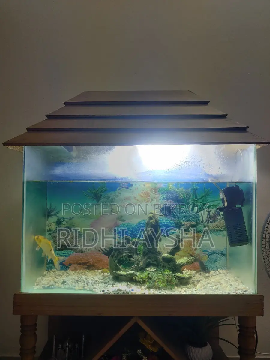 Fish Aquarium