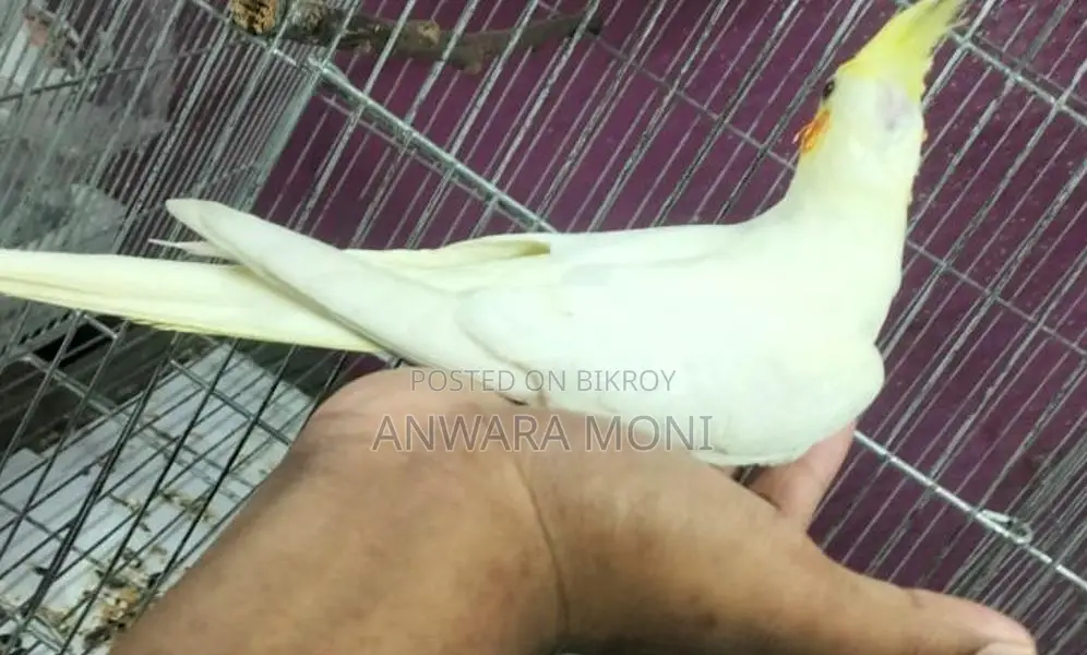 ককাটেল পাখি পোষা