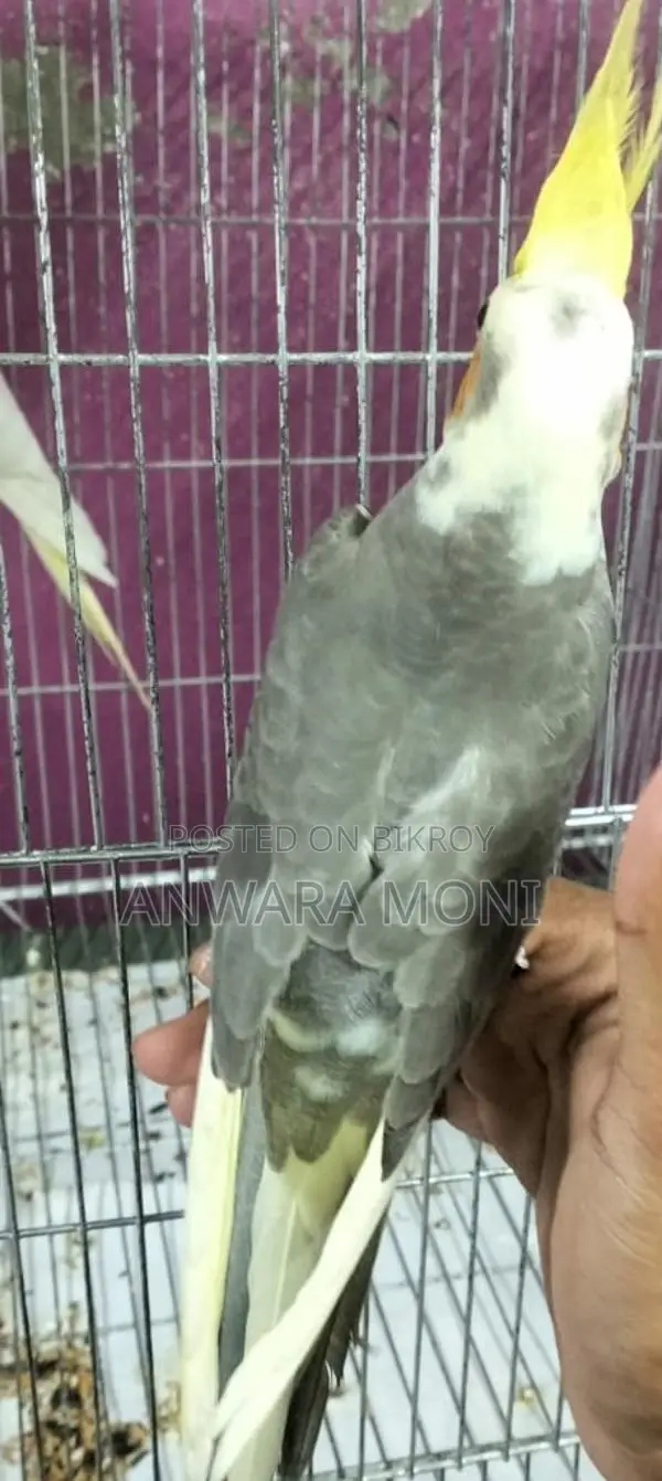 ককাটেল পাখি পোষা