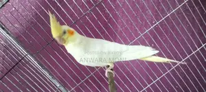 ককাটেল পাখি পোষা