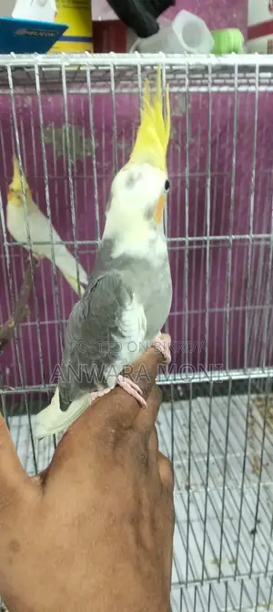 ককাটেল পাখি পোষা