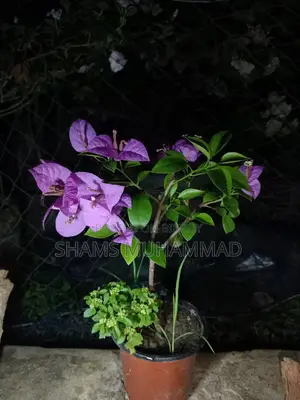 Bougainvillea