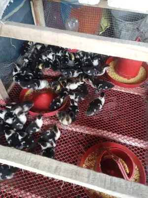 Chinese Ducklings