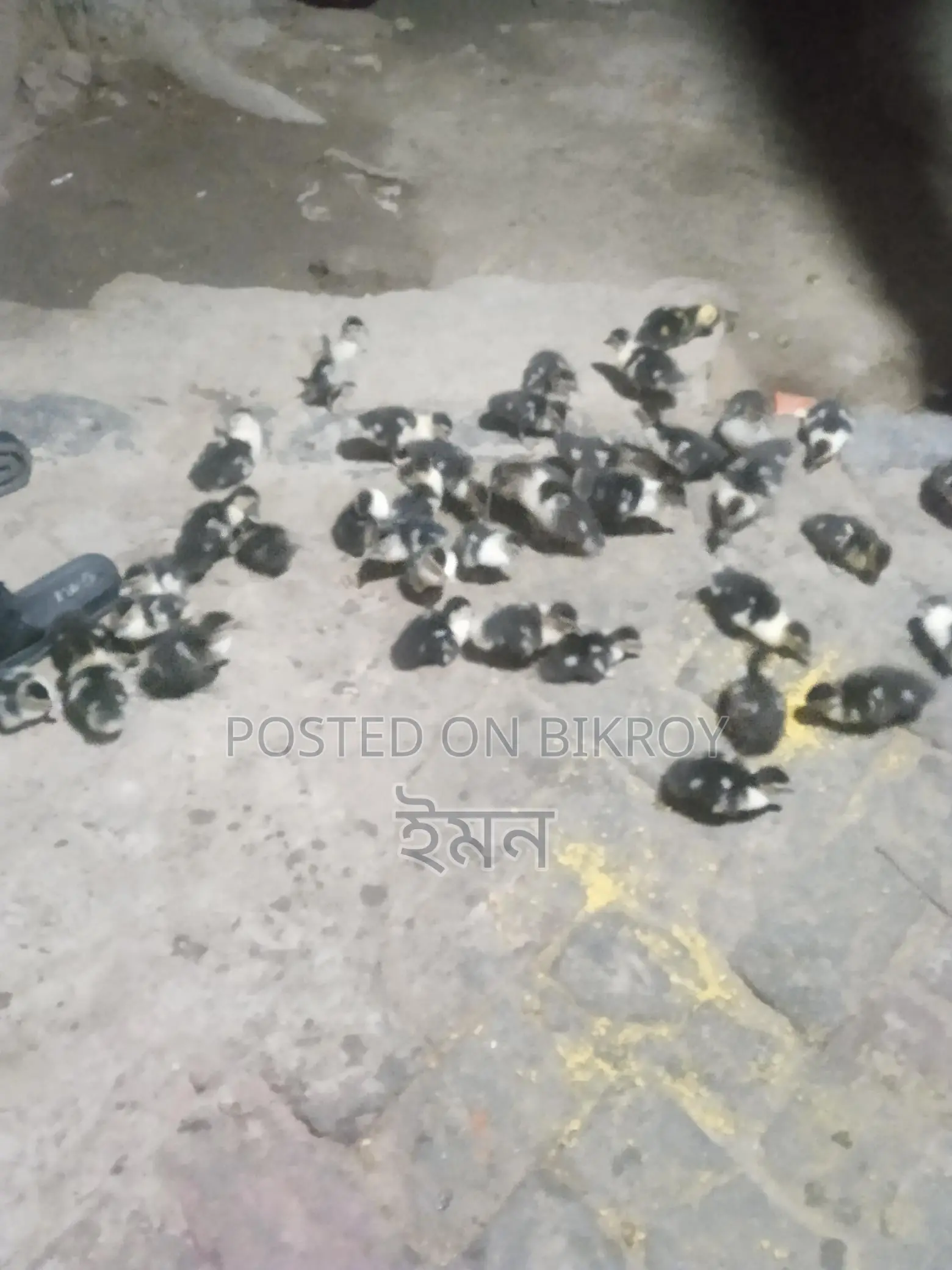 Chinese Ducklings
