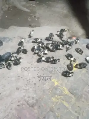 Chinese Ducklings
