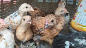 Desi Chicken and Chicks | Desi Murgi
