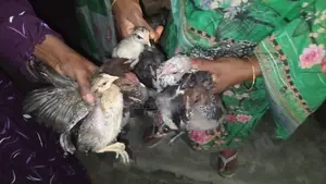 Desi Chicken and Chicks | Desi Murgi