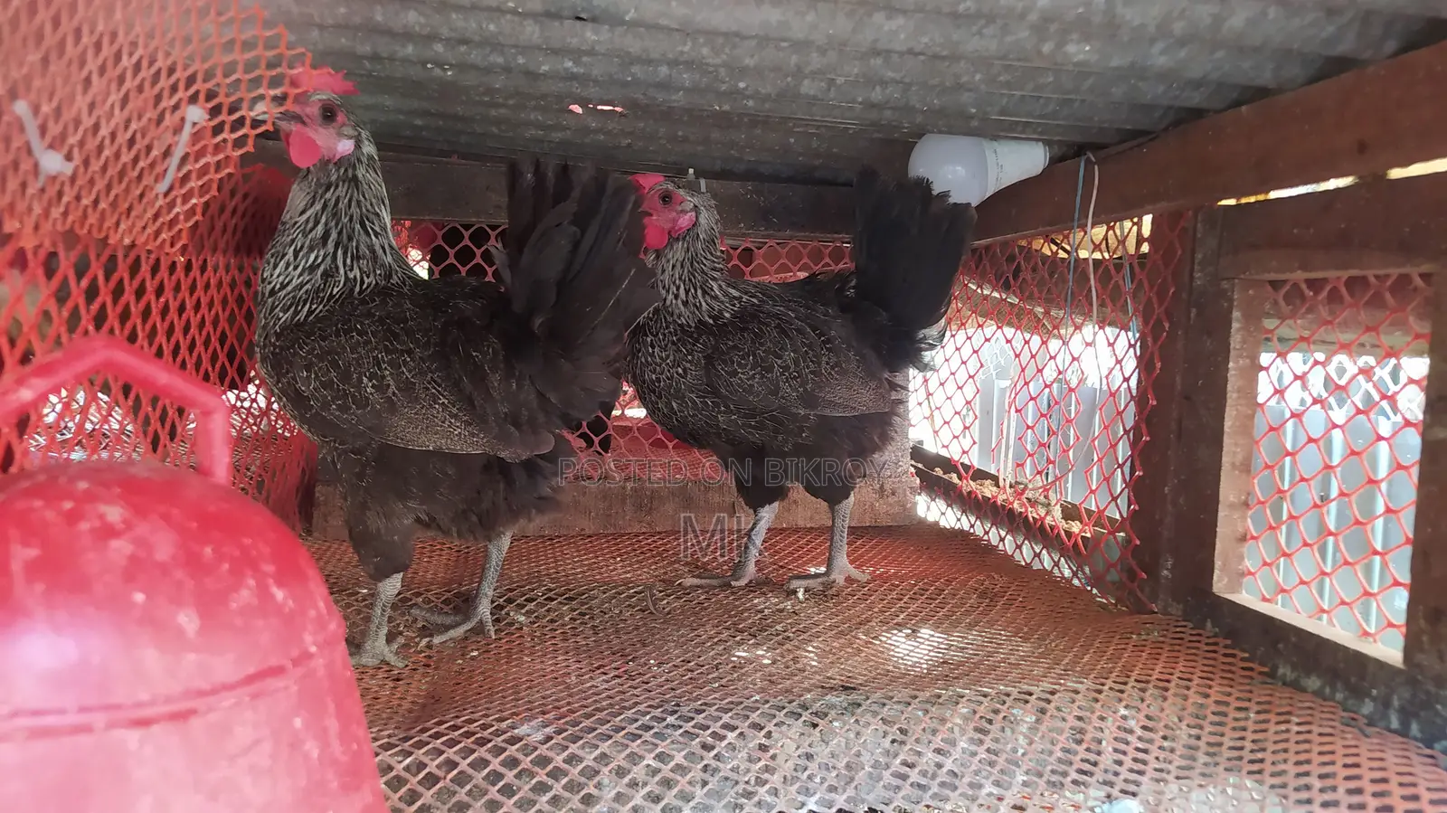 Desi Chicken and Chicks | Desi Murgi
