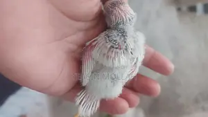 Budgie Birds