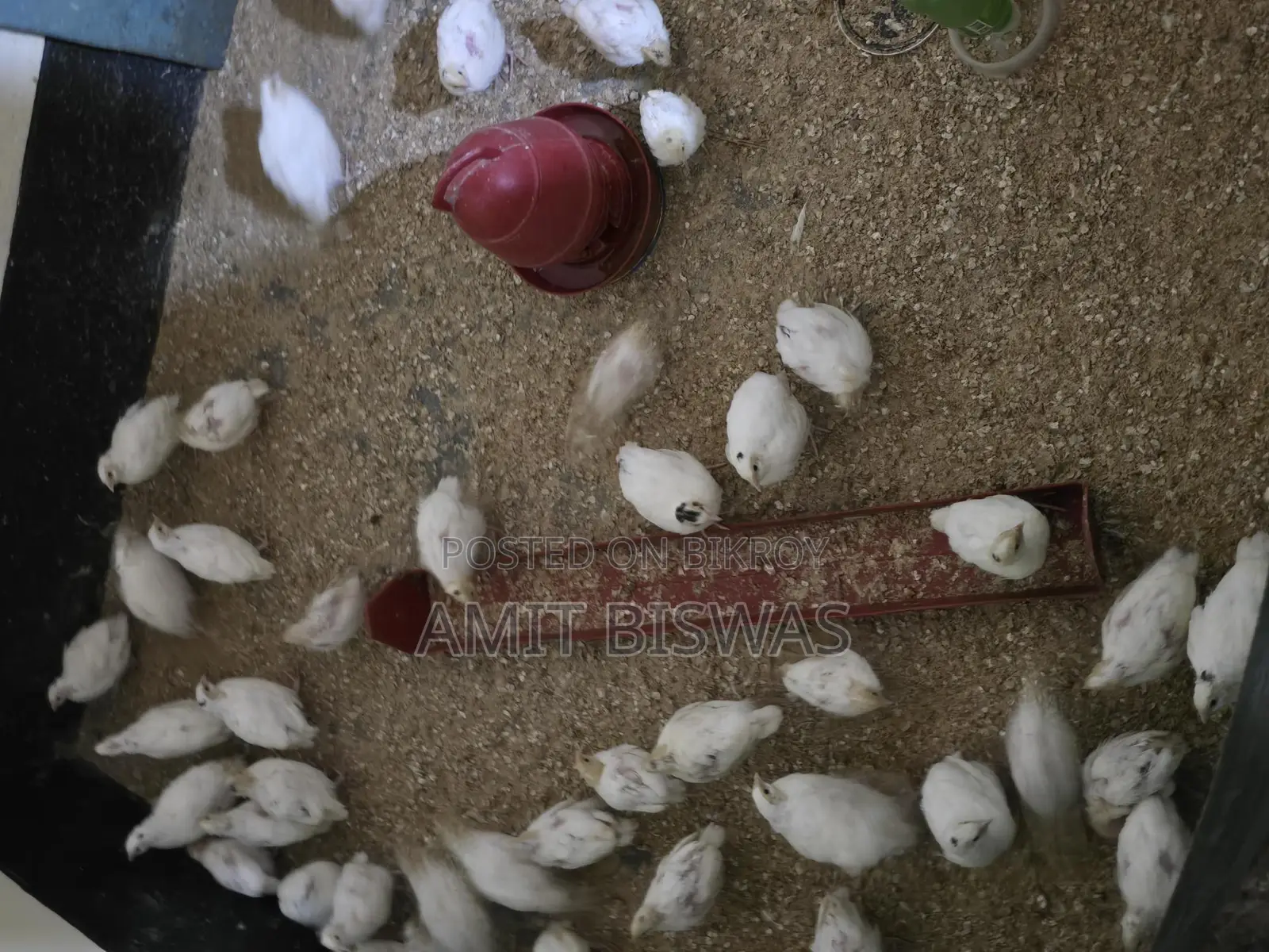ইউরোপিয়ান কোয়েল