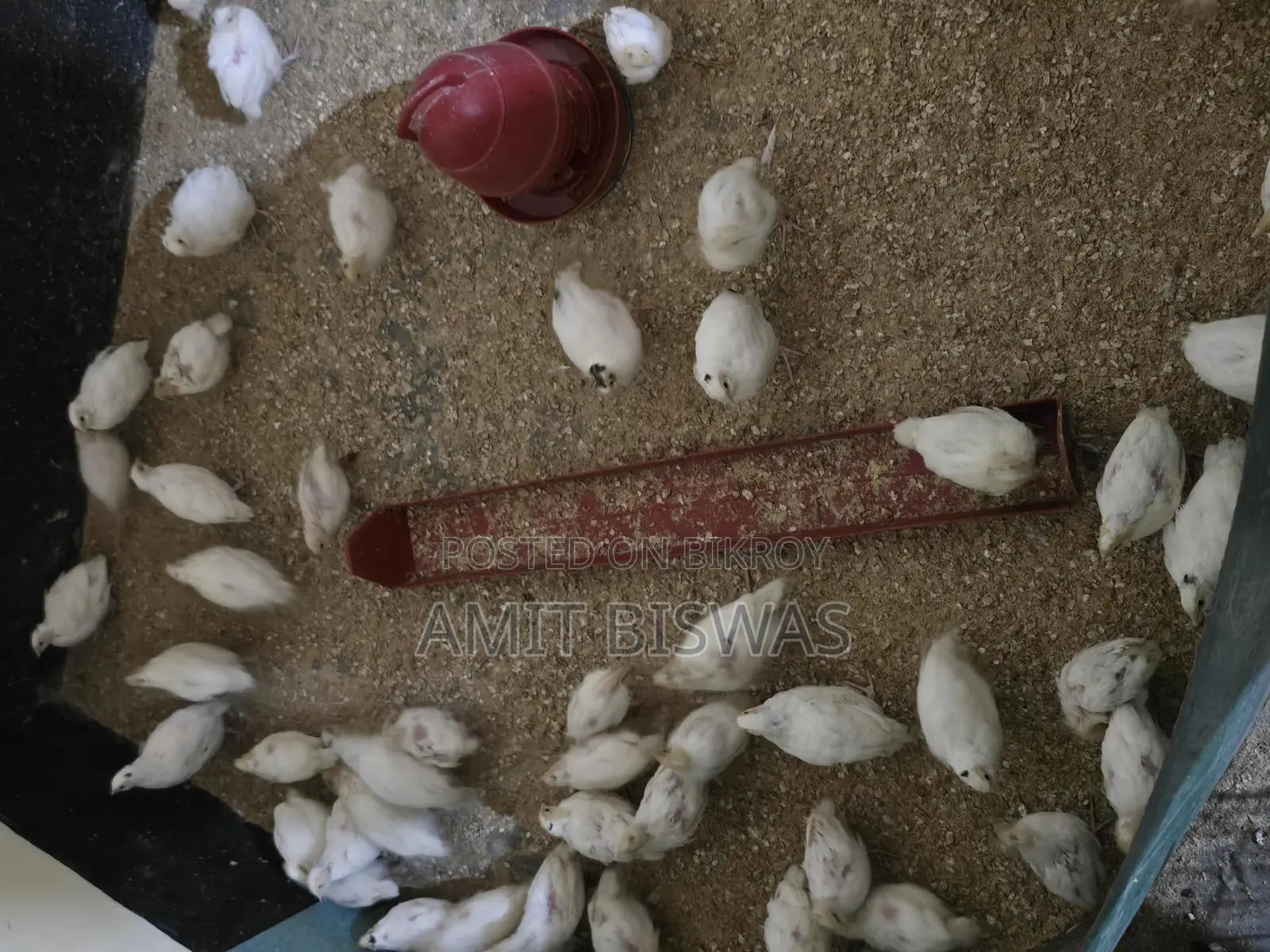 ইউরোপিয়ান কোয়েল